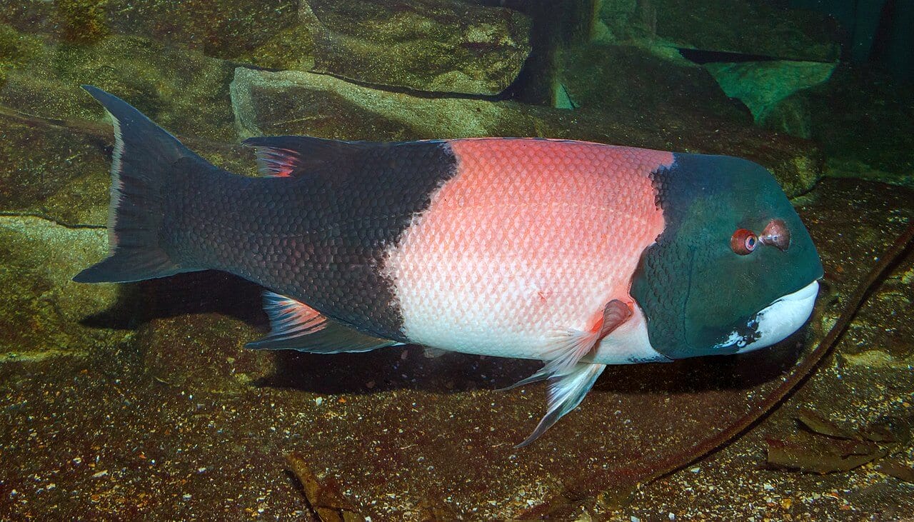 California Sheephead Semicossyphus Pulcher Ocean Info