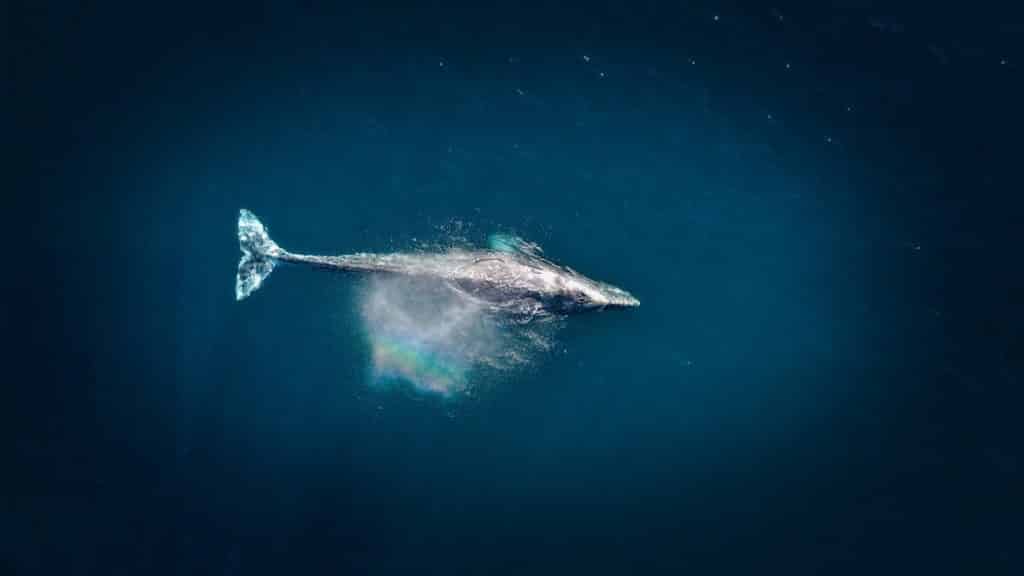 Whale Fall Ecosystems: A Deep Ocean Oasis - Ocean Info