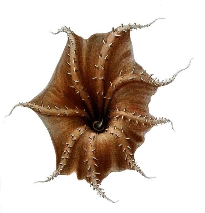 Vampire Squid - Facts, Habitat and Diet - Ocean Info