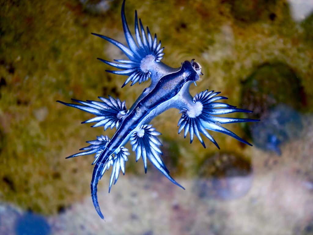 Blue Glaucus (Glaucus atlanticus) - Ocean Info