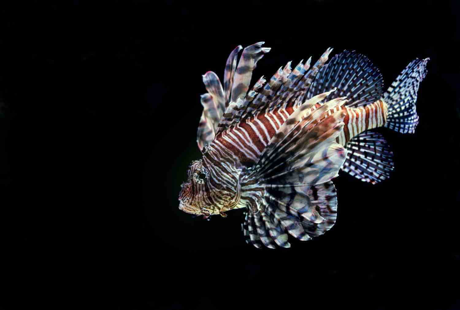 Top 10 Most Dangerous Sea Creatures Ocean Info Top 10 Most Dangerous Sea Creatures Ocean Info