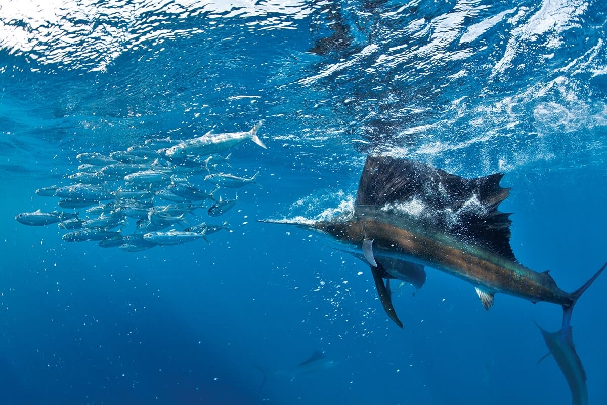 Sailfish - The Fastest Fish in the Ocean - Ocean Info