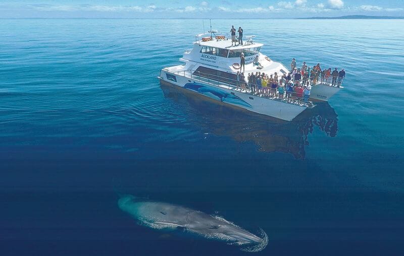 Bryde's whales prefer spending time close to the surface