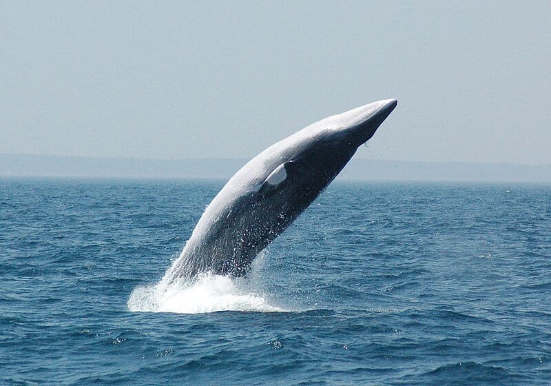 Minke whales are known for their sleek bodies, dark coloration and smelly breath
