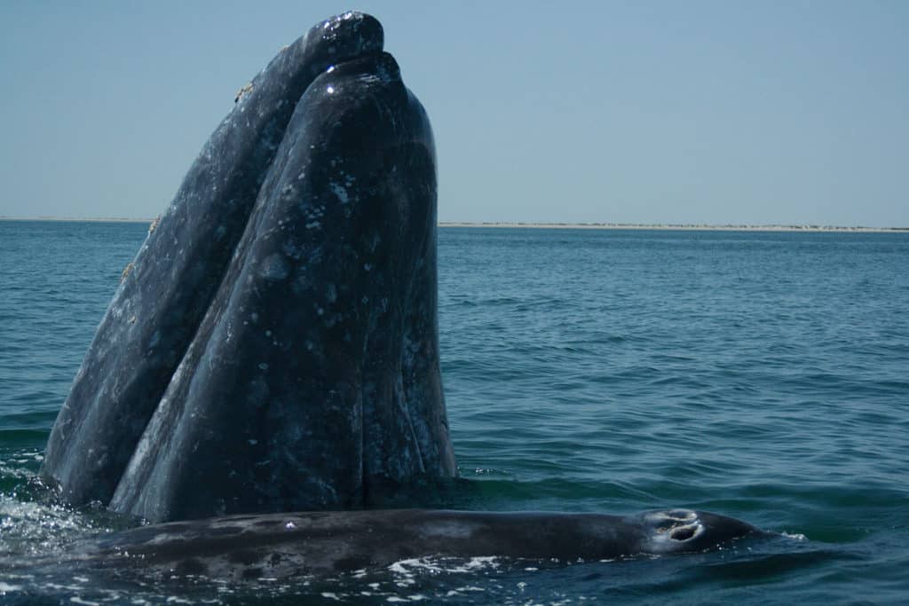 Gray whales create a distinctive heart-shaped blow when they surface