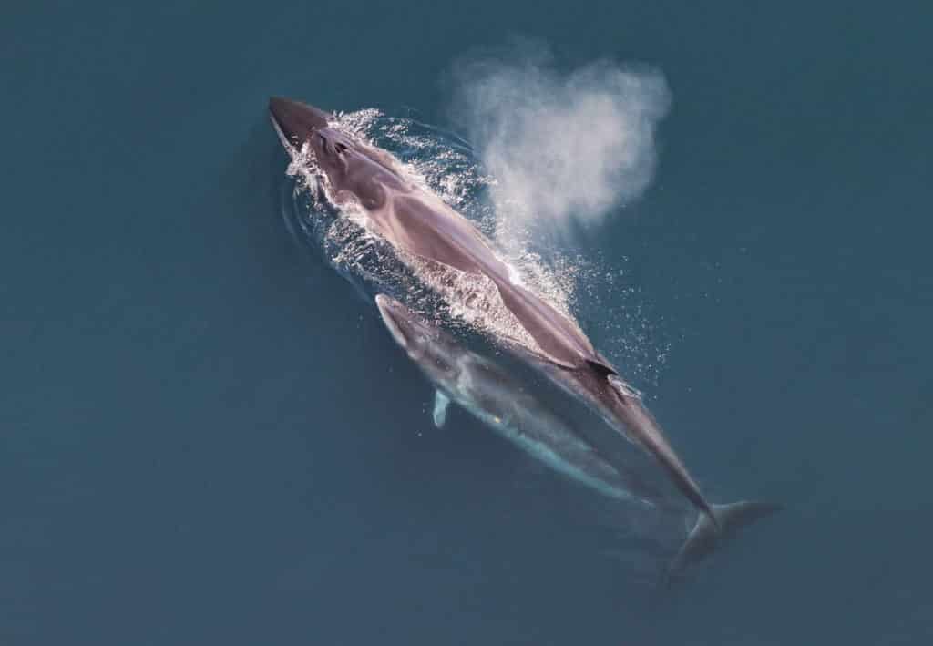 Sei whales were heavily hunted in the past making them a rare sight for whale watchers