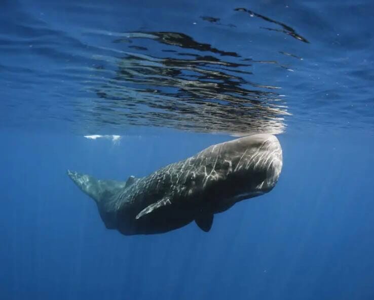 Sperm Whale (Physeter macrocephalus) - Ocean Info
