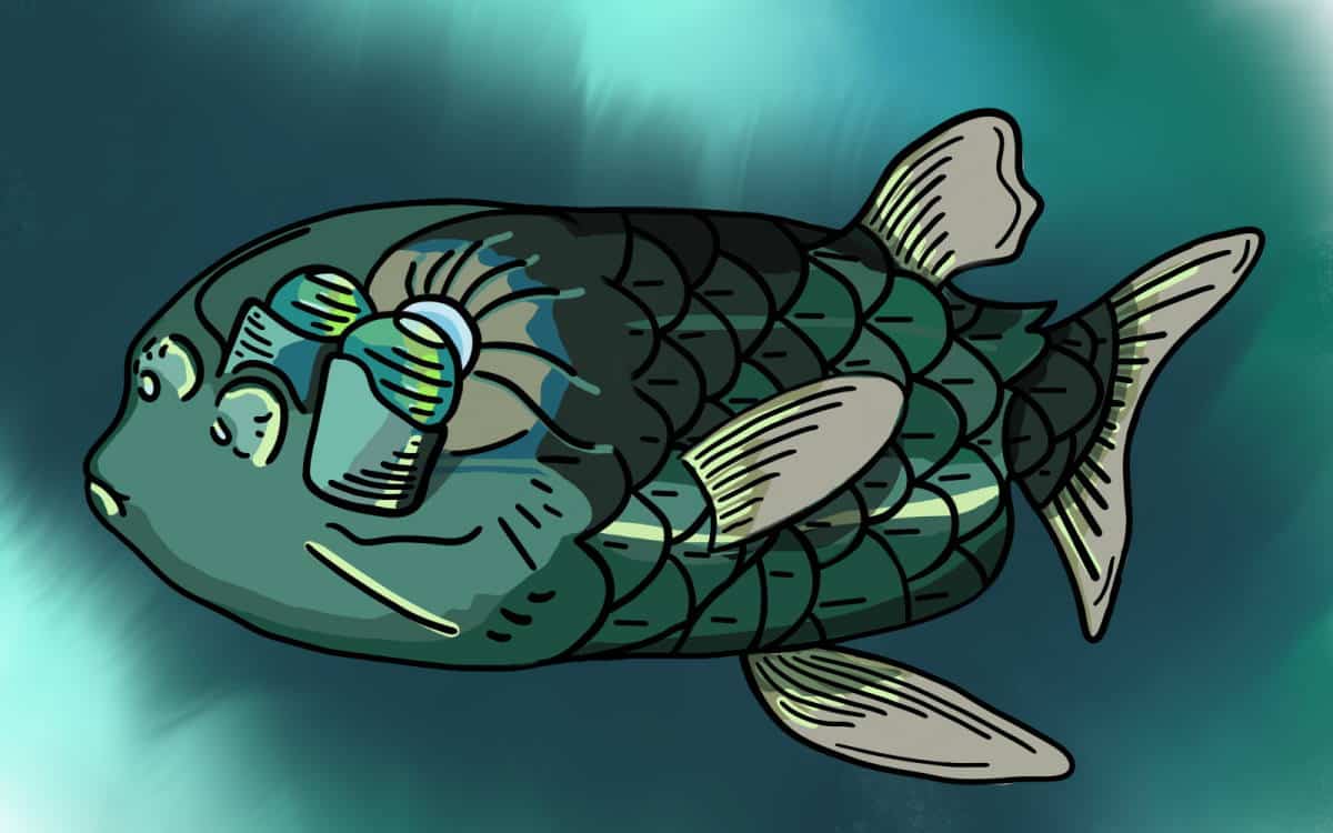 Barreleye fish Drawing