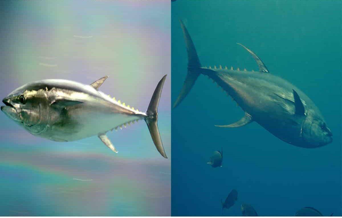 Bluefin vs Yellowfin Tuna Main Differences Ocean Info