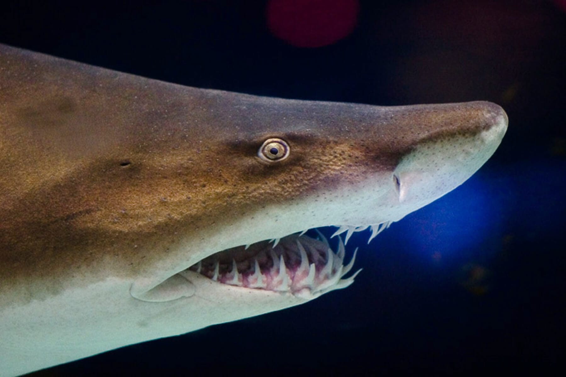 Sand Shark Profile: The Sharp-Toothed Shark - Ocean Info