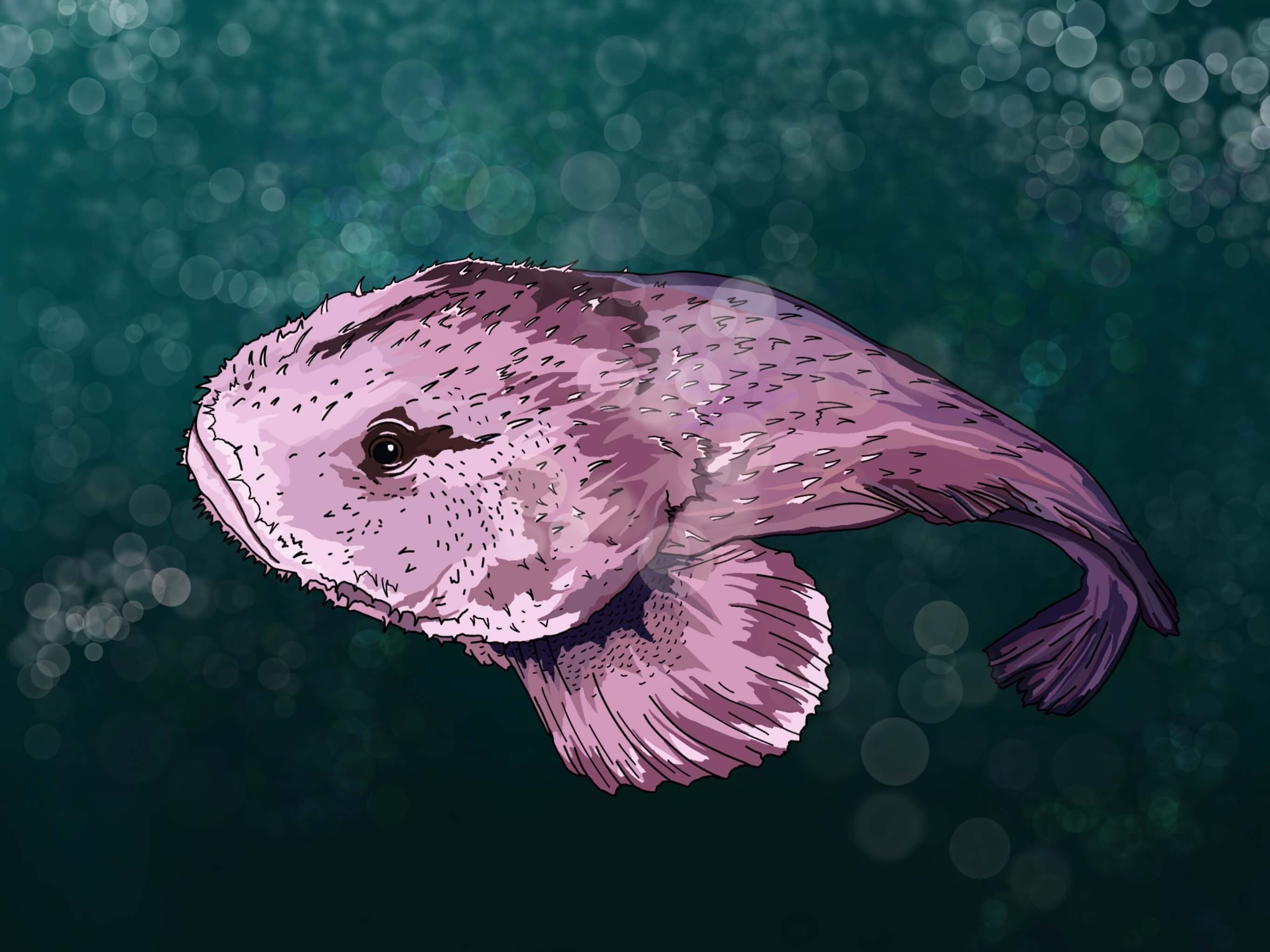 blobfish-the-famous-unusual-looking-fish-ocean-info