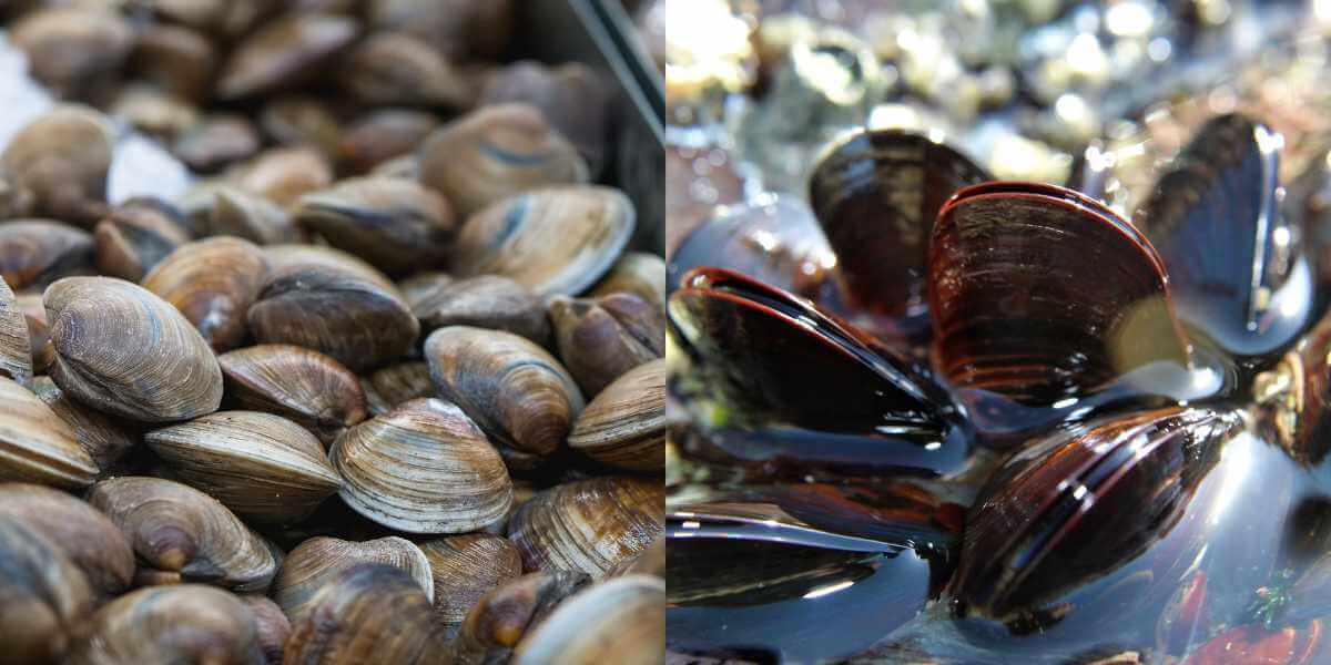 Clams vs Mussels Main Differences Ocean Info