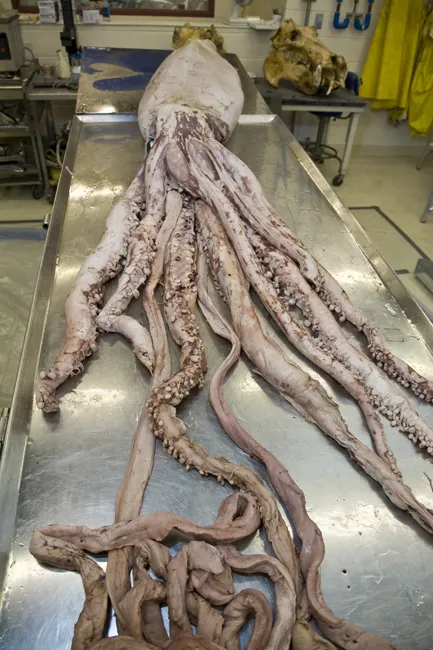 Giant Squid: One of the Largest Squids - Ocean Info