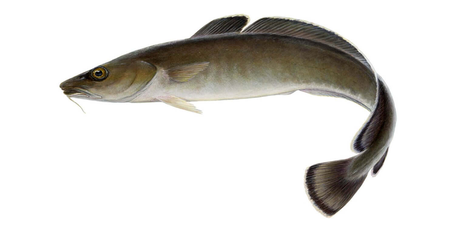 Ling (Molva molva) - Ocean Info