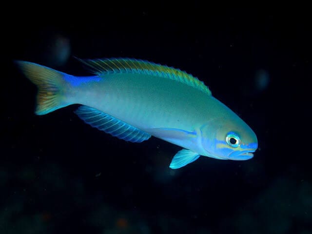 Tilefish: Appearance, Facts, Habitat, and More - Ocean Info