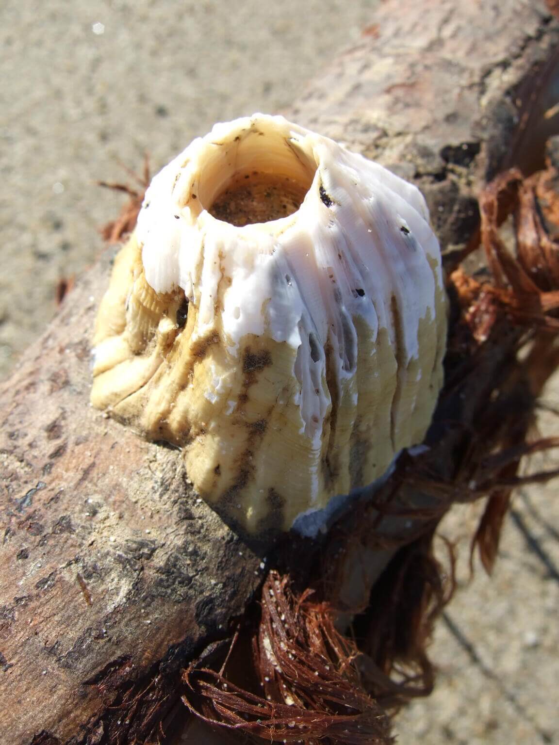 Barnacles (Cirripedia): Facts, Habitat, Diet - Ocean Info