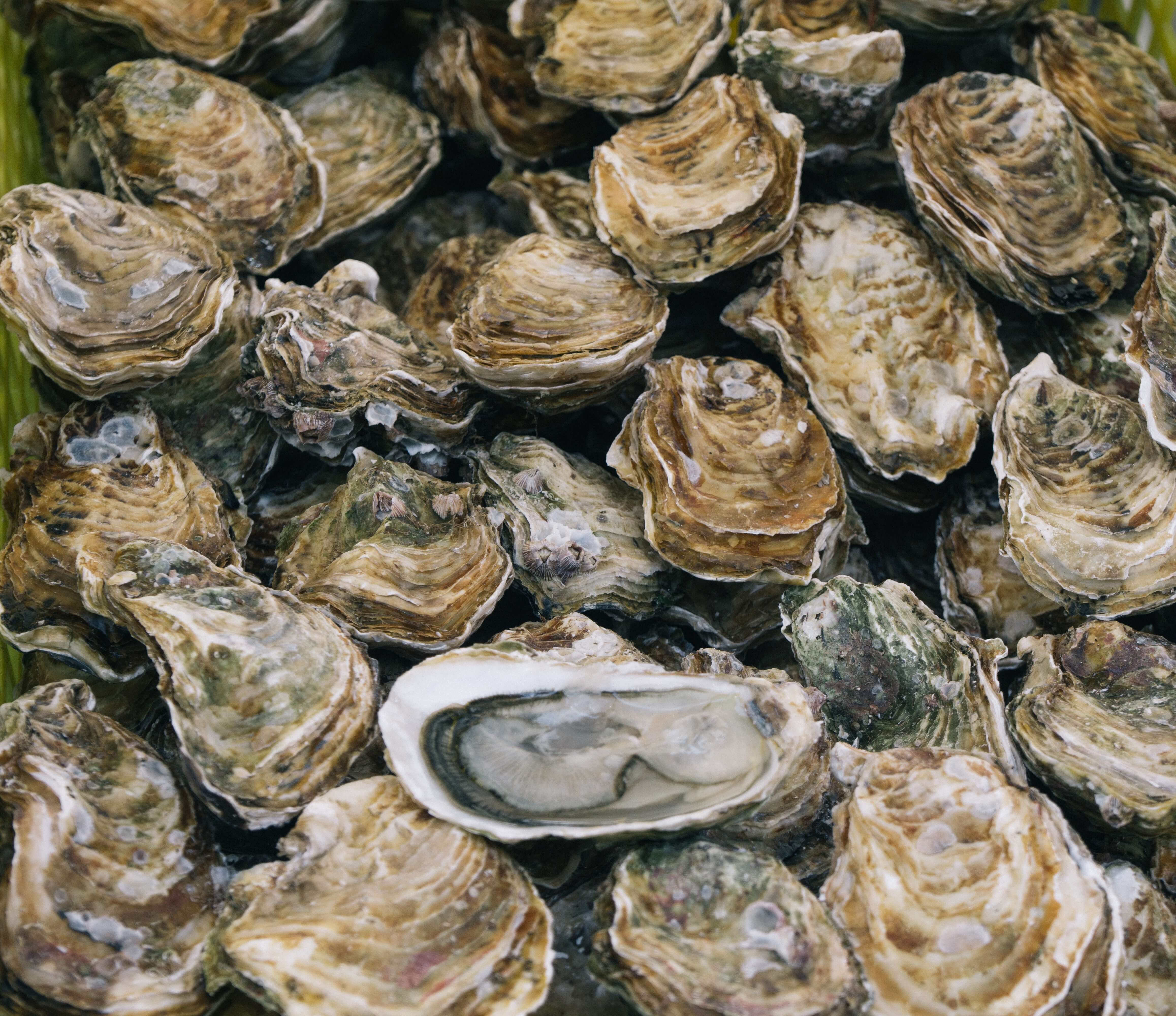 Clams vs Oysters: Differences and Similarities - Ocean Info
