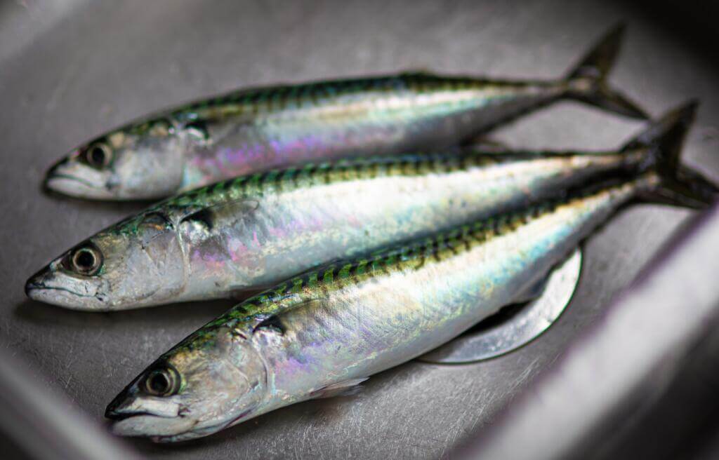 sardina_pilchardus様用 zxxpensy Sardines in Tins Vintage Women Hair Scarf Square