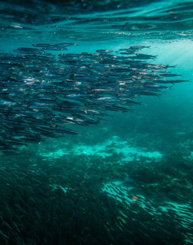 sardina_pilchardus様用 Fish Print: Pilchard Sardina pilchardus – Charting Nature
