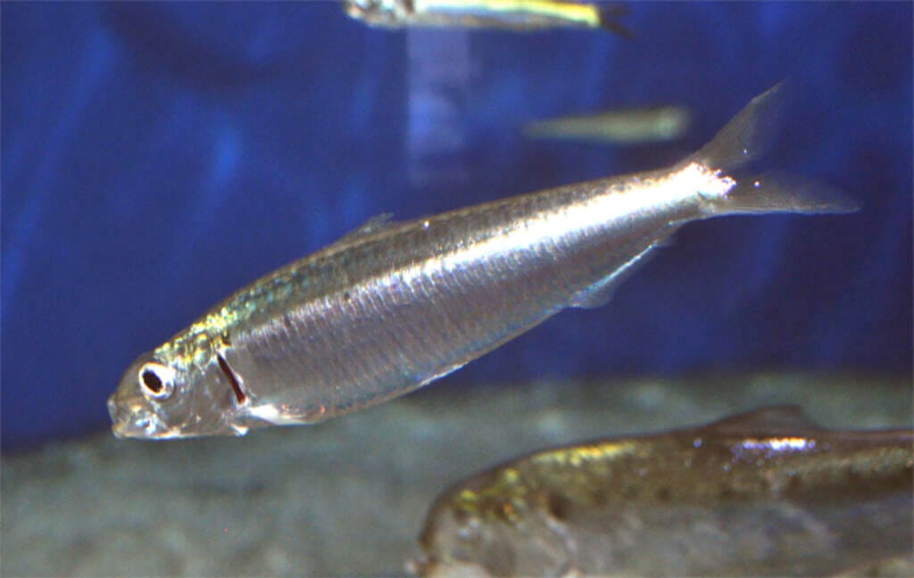 sardina_pilchardus様用 Fish Print: Pilchard Sardina pilchardus – Charting Nature