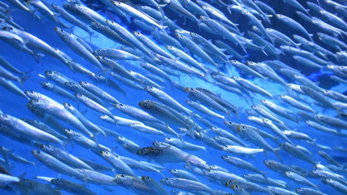 sardina_pilchardus様用 sardina_pilchardus様用 SARDINE SALT AND PEPPER SET | Zara