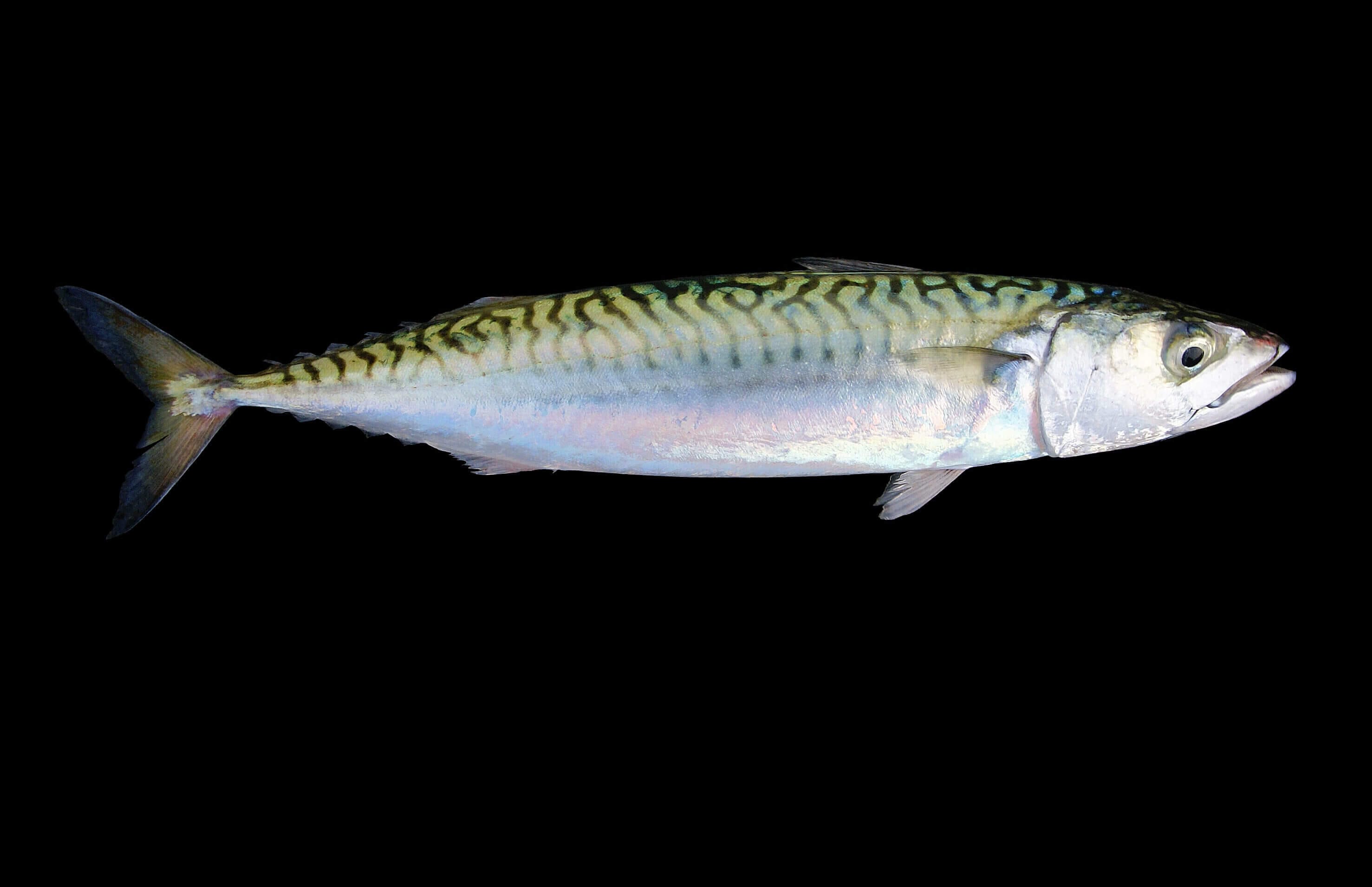 Mackerel: The Speedsters of the Sea - Ocean Info