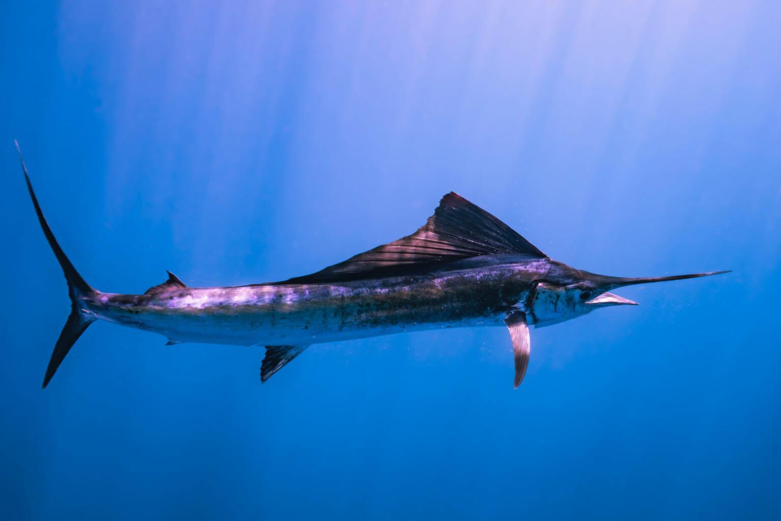 ◾️billfish◾️ Support Billfish Conservation! – The Billfish Foundation