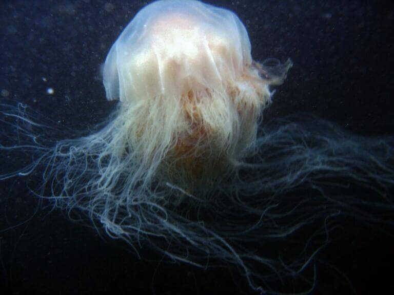 10 Biggest Jellyfish The World S Oceans Have To Offer Ocean Info