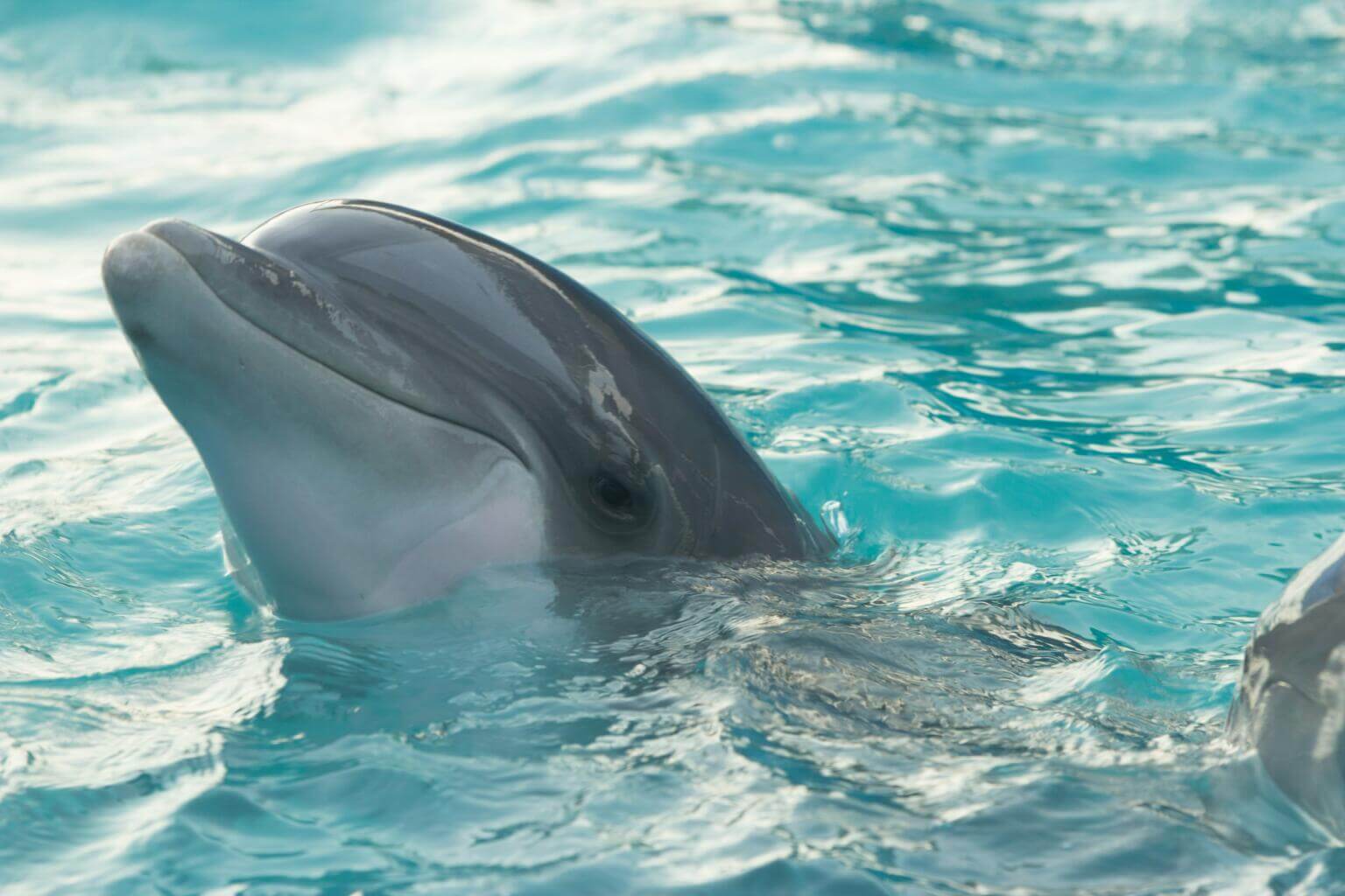 Porpoise vs Dolphin: Key Differences - Ocean Info