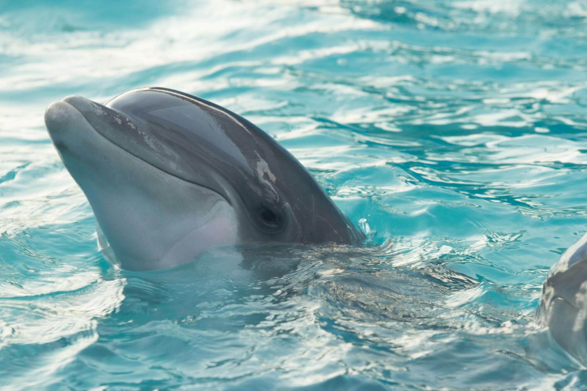 Porpoise vs Dolphin: Key Differences - Ocean Info
