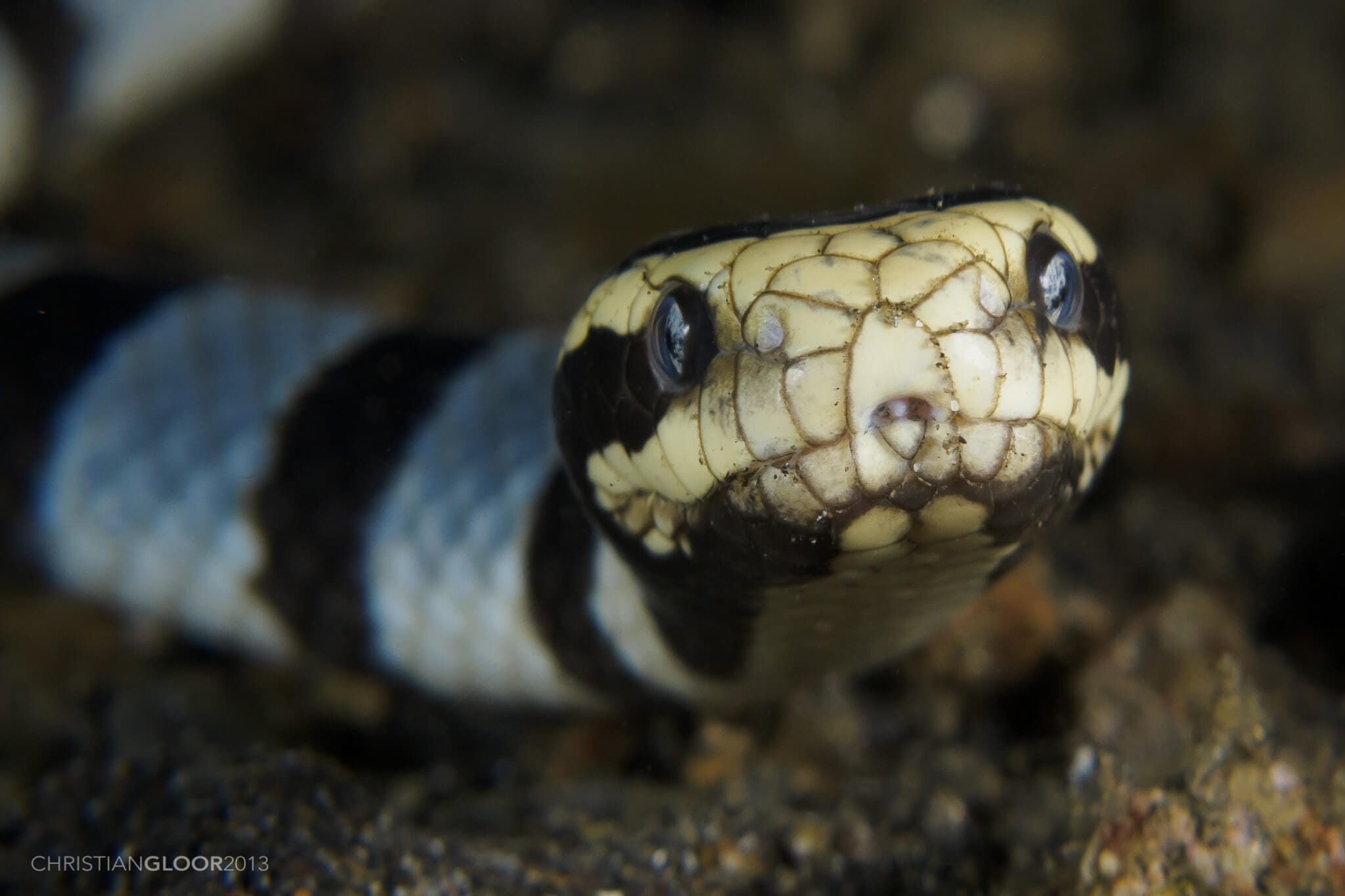 Banded Sea Krait (Laticauda colubrina) - Ocean Info, image size:2048x1365