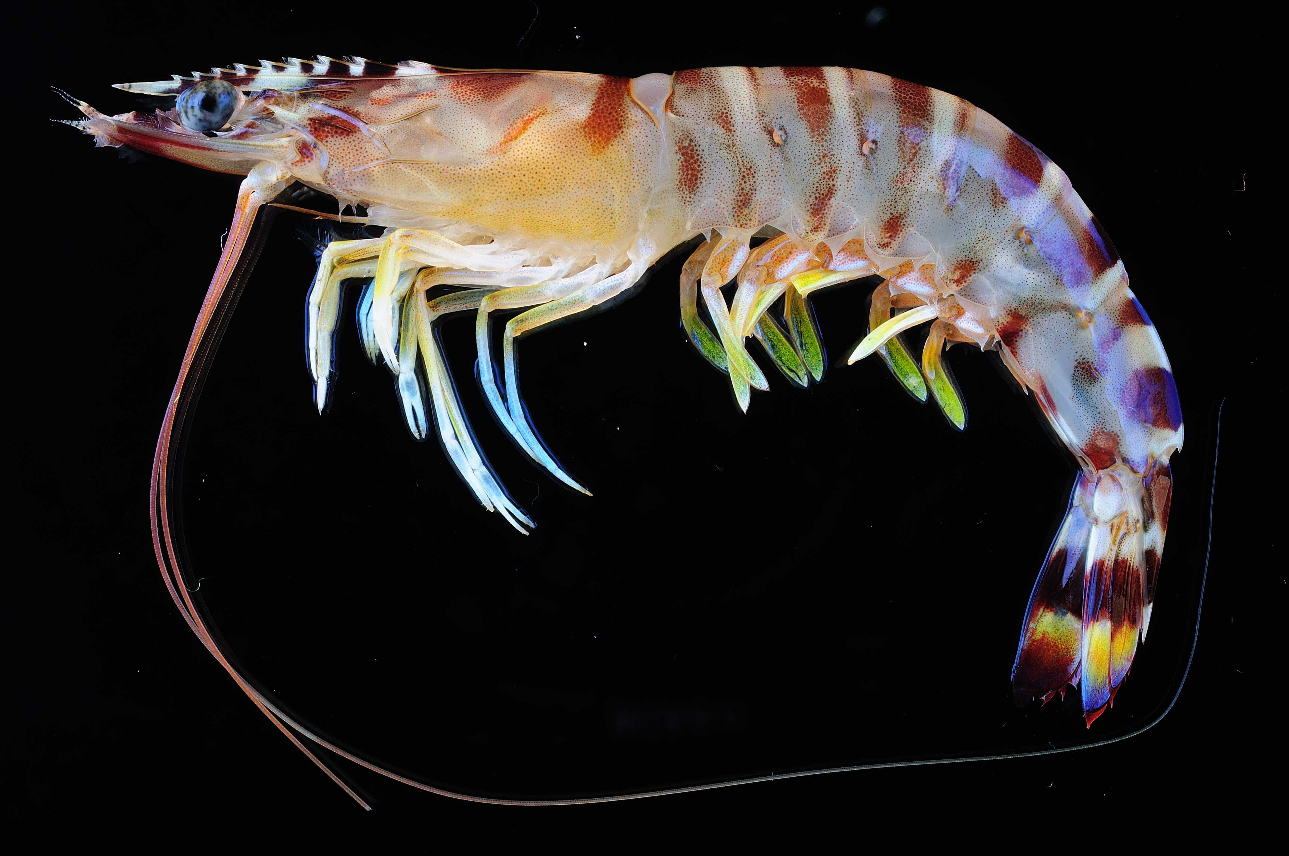 10 Biggest Shrimp and Prawn in the World - Ocean Info