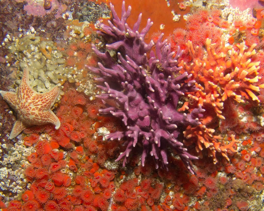 Purple Hydrocoral: California's Native Jewel - Ocean Info