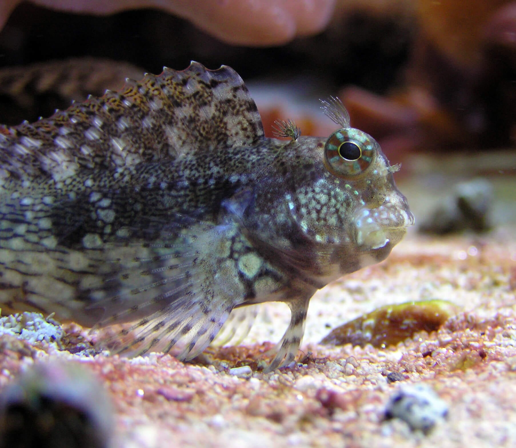 Lawnmower Blenny main image 0