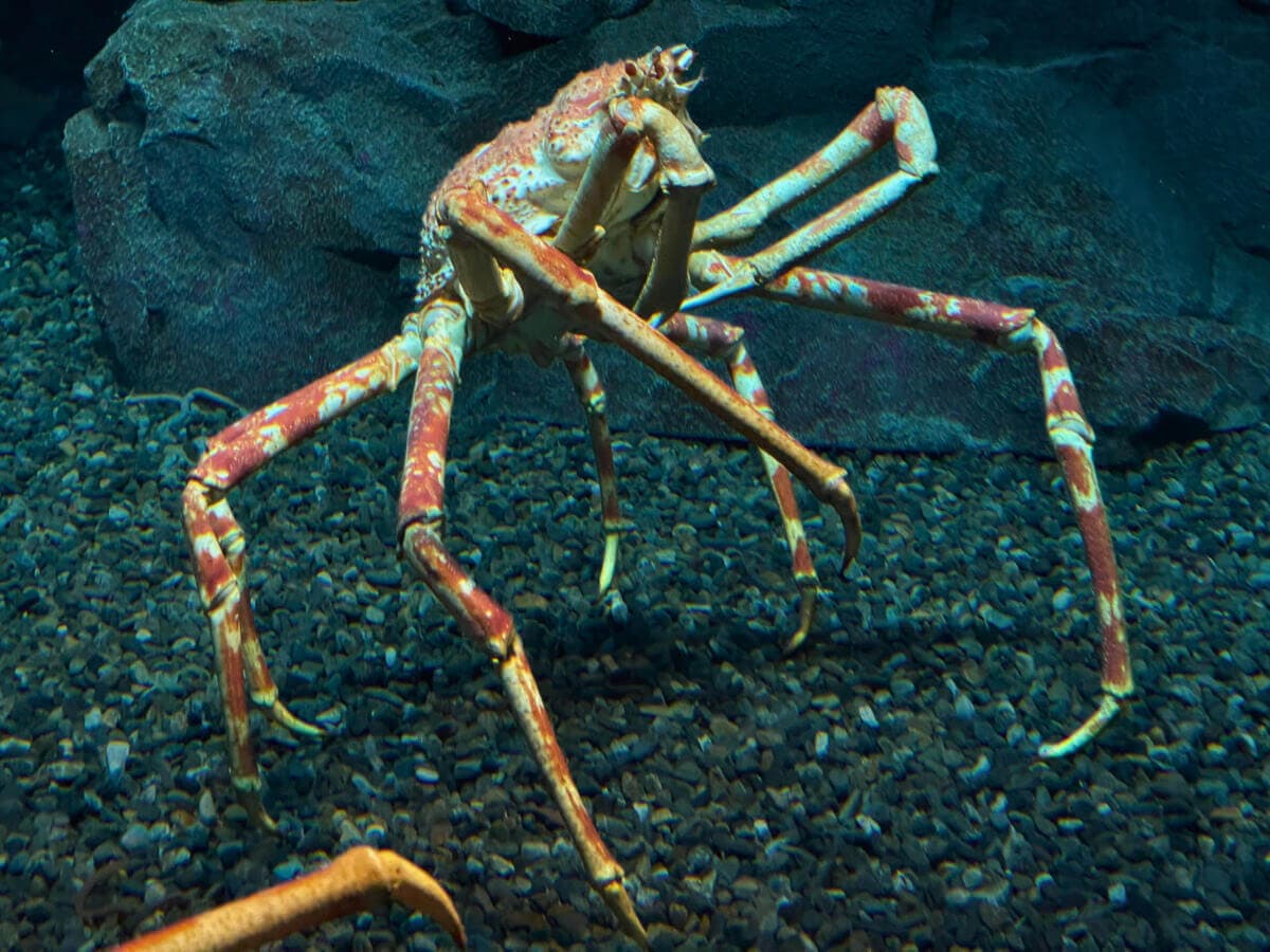 Japanese Spider Crab: The Giant of the Ocean Floor - Ocean Info