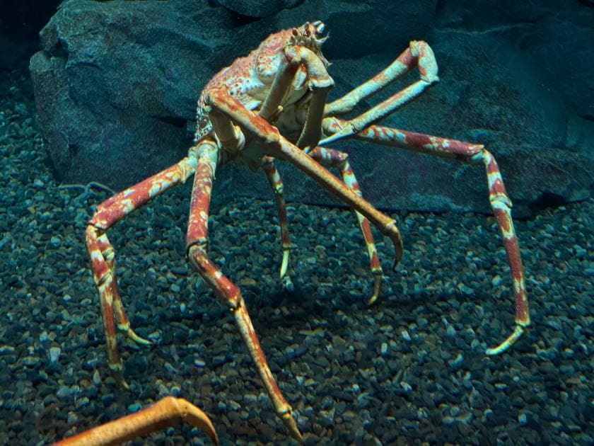 Japanese Spider Crab: The Giant of the Ocean Floor - Ocean Info