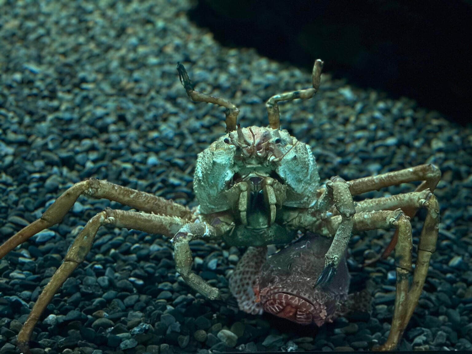 Japanese Spider Crab: The Giant of the Ocean Floor - Ocean Info