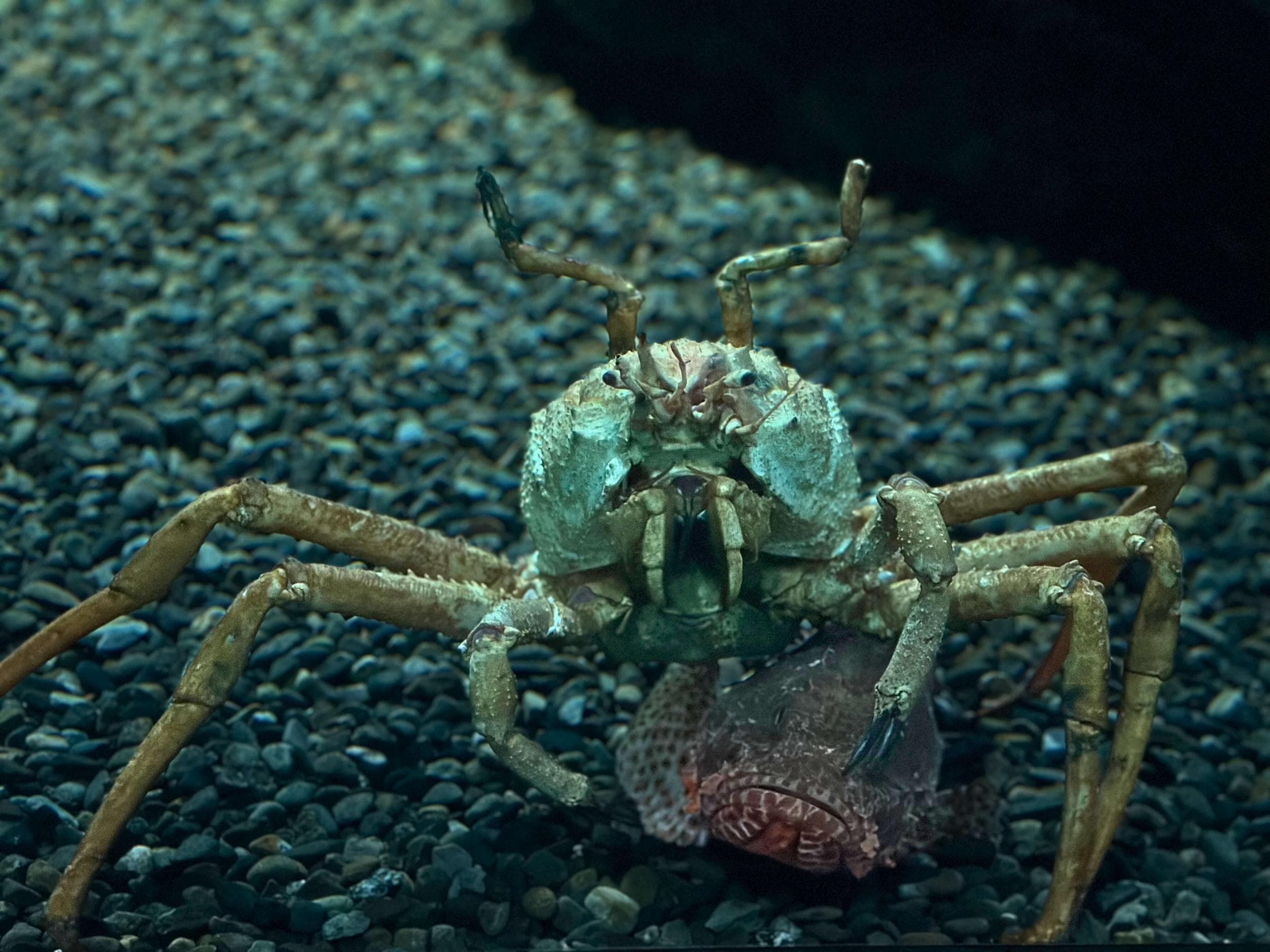 Japanese Spider Crab: The Giant of the Ocean Floor - Ocean Info