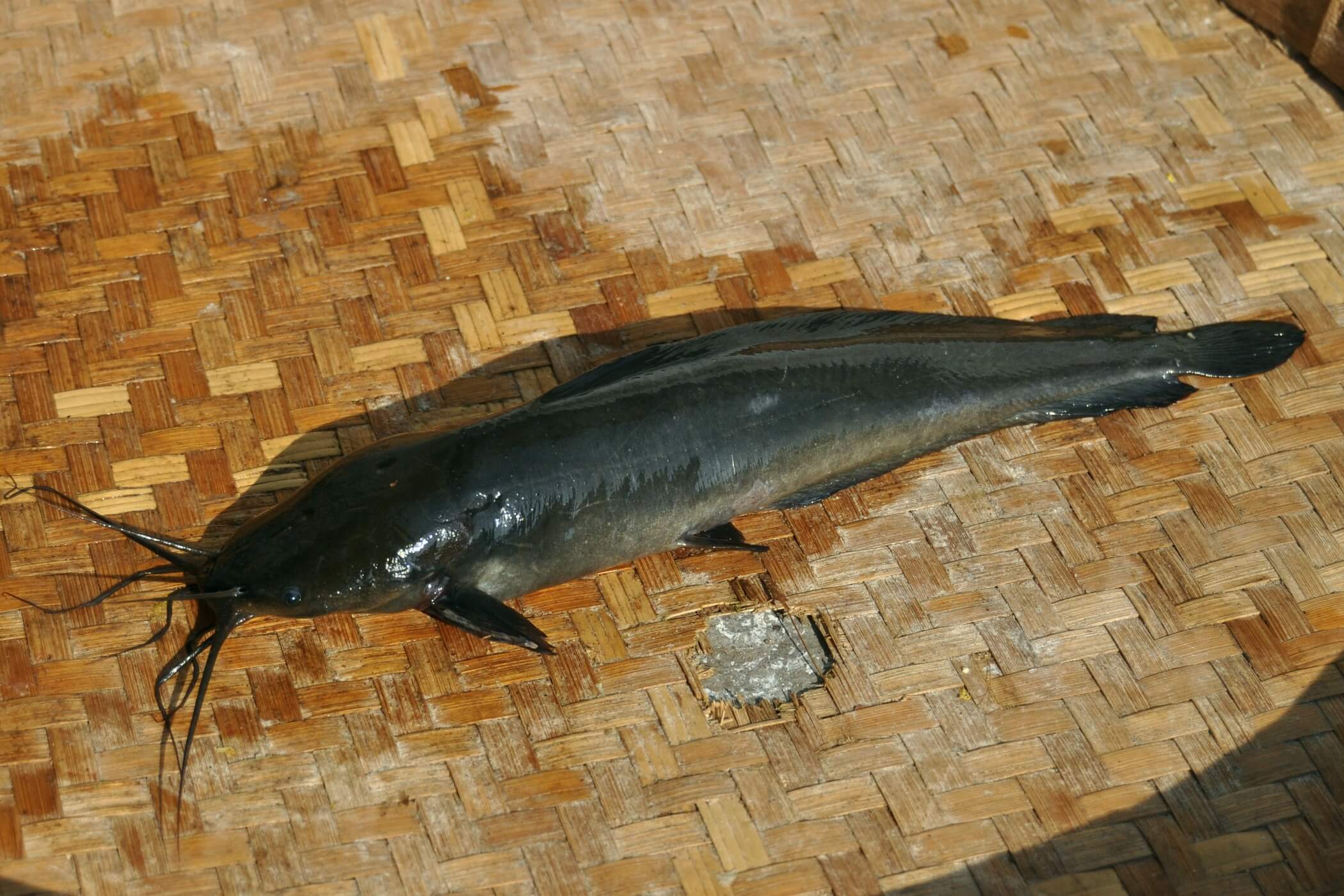 Walking Catfish: A Fish Like No Other - Ocean Info