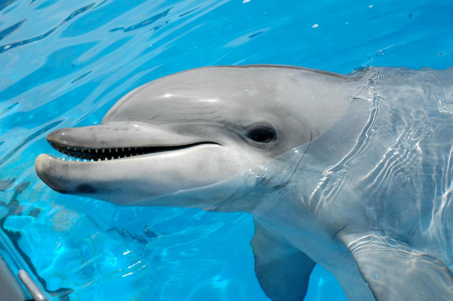 Porpoise vs Dolphin: Key Differences - Ocean Info