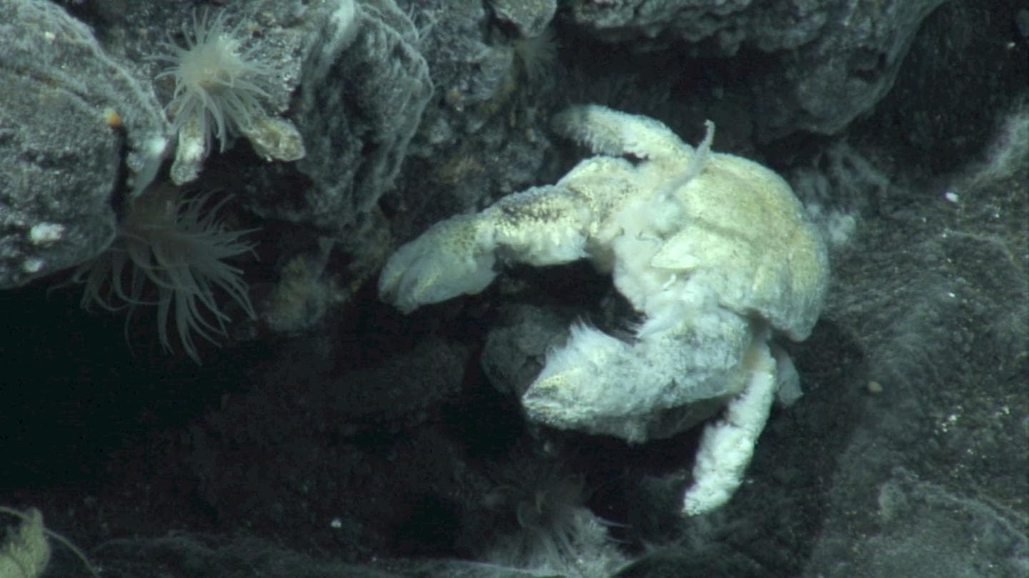 A male Yeti Crab at a hydrothermal vent in the Antarctic.