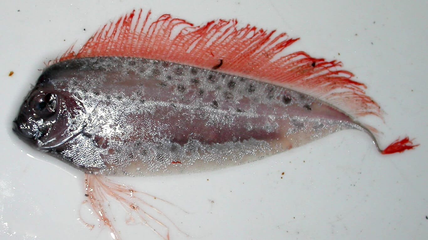 Ribbonfish The Elusive Earthquake Fish Ocean Info