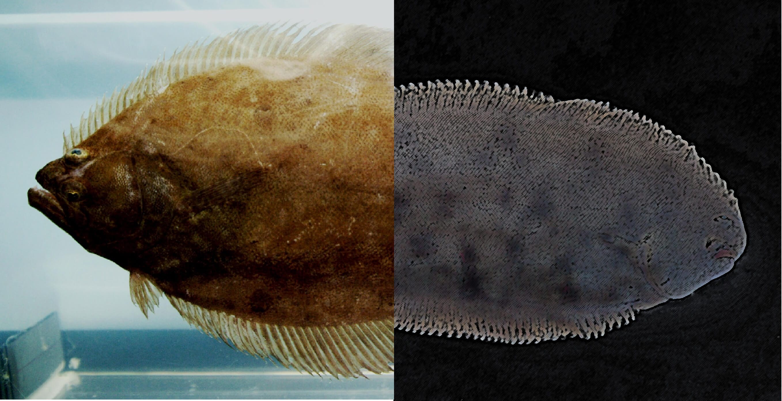 Flounder vs Sole: Main Differences Ocean Info
