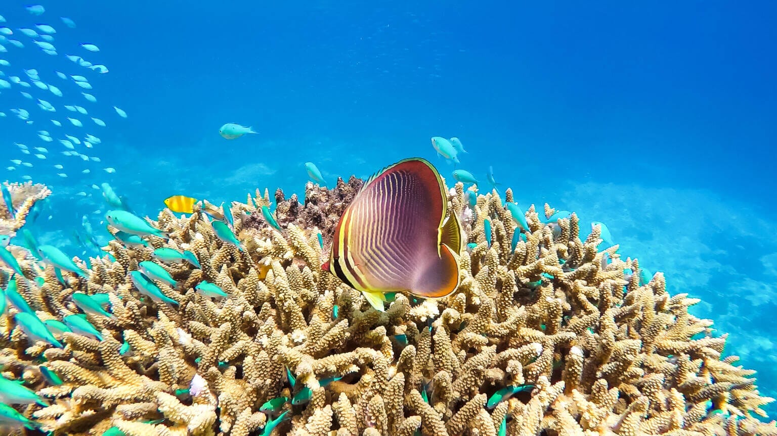 16 Great Barrier Reef Animals to Spot on Your Next Visit