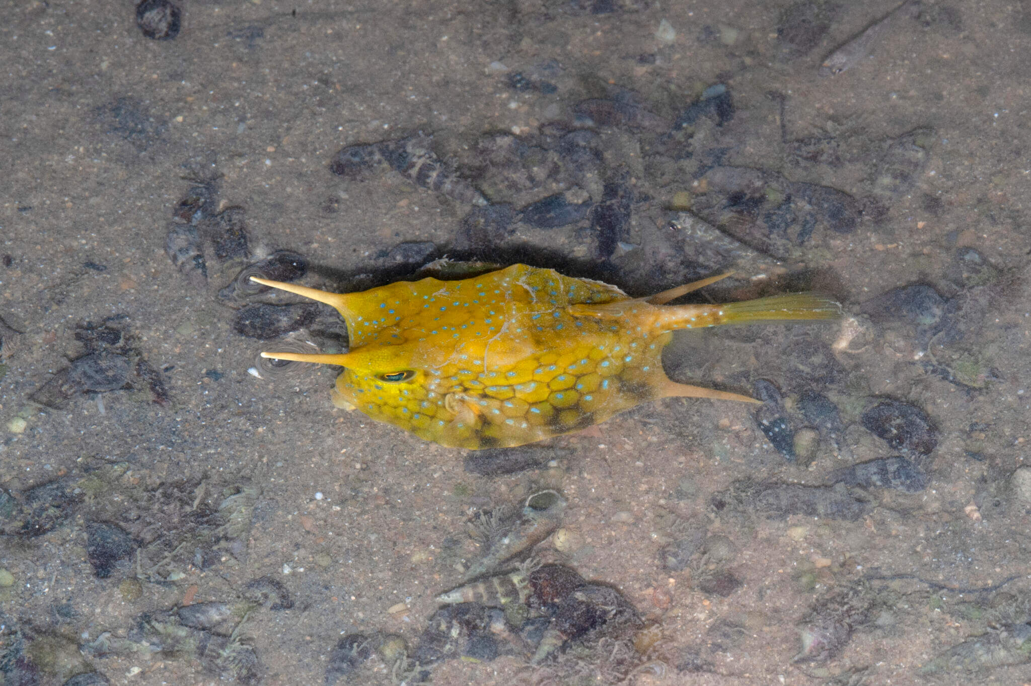 Longhorn Cowfish (Lactoria cornuta) - Ocean Info