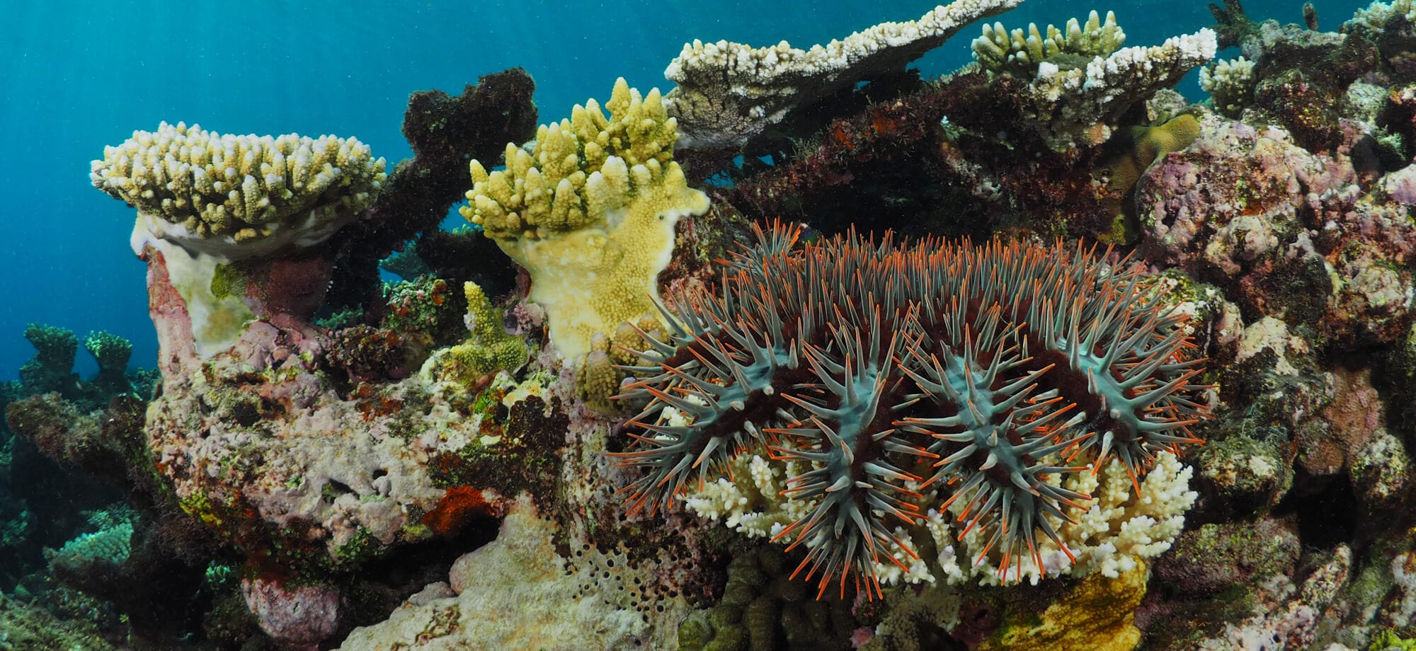 16 Great Barrier Reef Animals to Spot on Your Next Visit