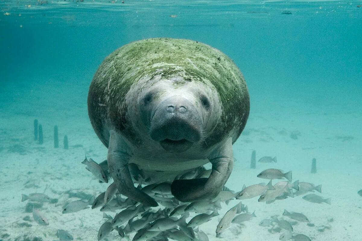 16 Great Barrier Reef Animals to Spot on Your Next Visit