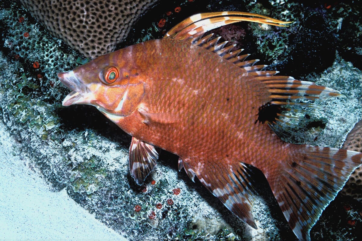Hogfish Ocean Info