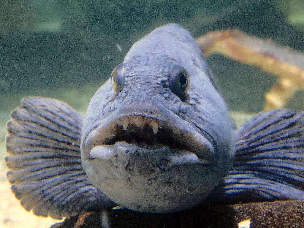 60+ Fish That Start with W: Common and Scientific Names - Ocean Info