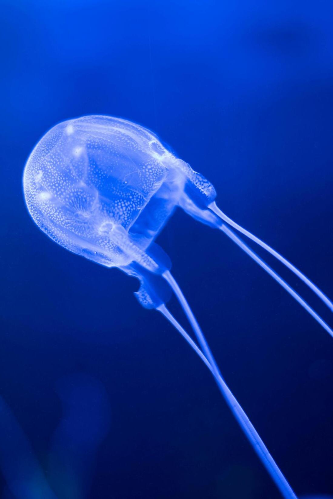 Box Jellyfish: The Dangerous Jellyfish - Ocean Info